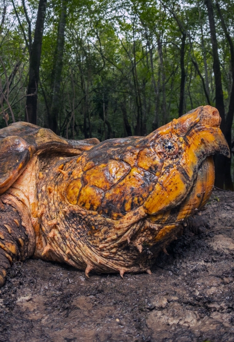 A large male Suwannee alligator snapping turtle is shown on a riverbank.