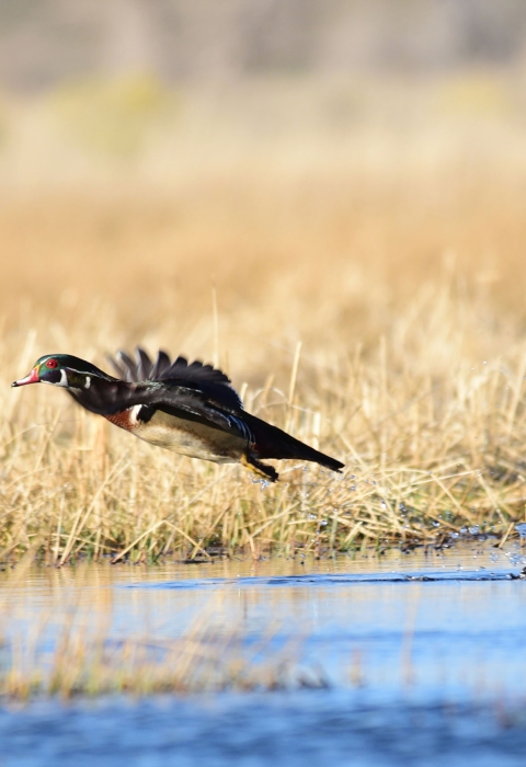 Wood Duck taking off from march area with a splash