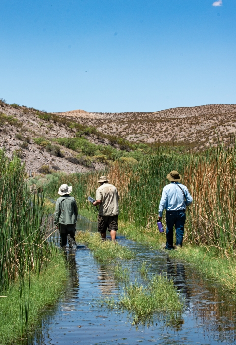 three people walk down a flooded road with wetland plants on either side with desert hills in the background