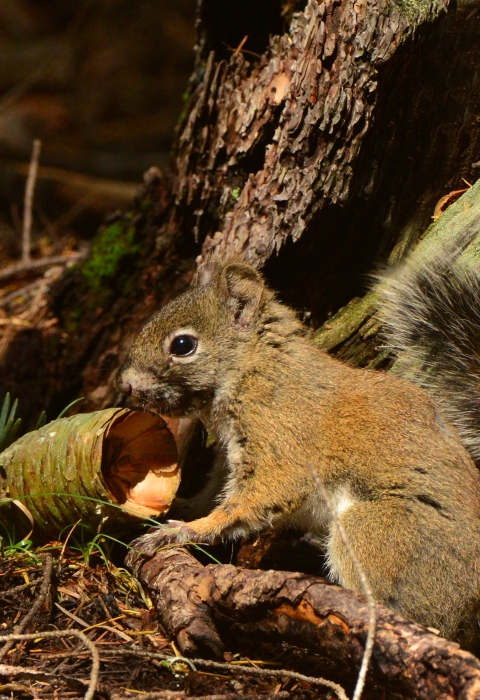 A brown, grey and white colored Mount Graham red squirrel sits facing a pine cone on the ground.