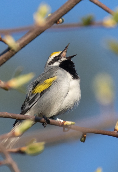 A golden-winged warbler singing from a tree branch