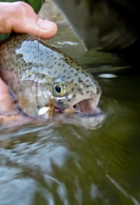 Angler holds trout caught fly fishing at the Texas Freshwater Fisheries Center