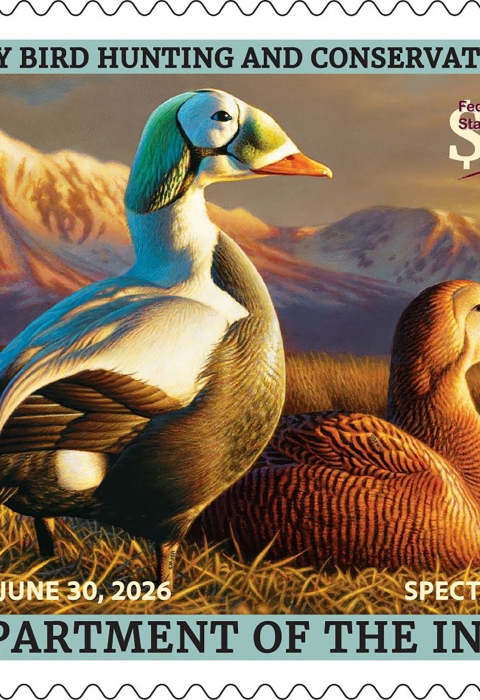 2025-2026 Federal Duck Stamp featuring a pair of spectacled eiders on the ground in grassy area.