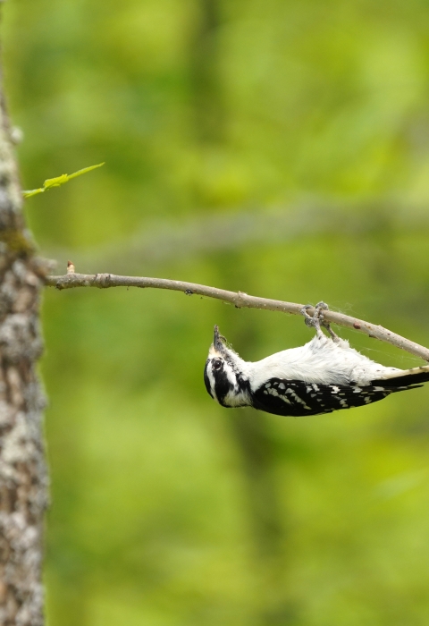 A female downy woodpecker hangs underneath a thin branch