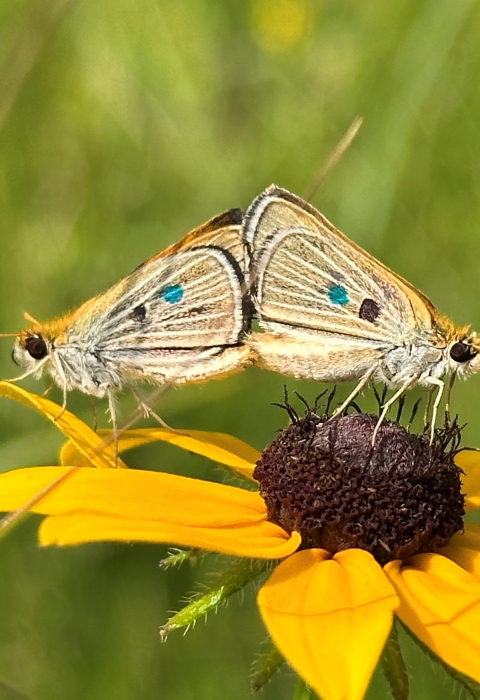 two small butterflies mating (standing back to back with wings touching) on a yellow flower with a black center (black eyed susan)