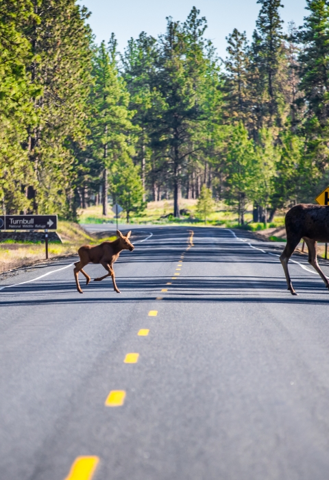 A moose cow and calf cross a road next to the entrance sign of Turnbull NWR