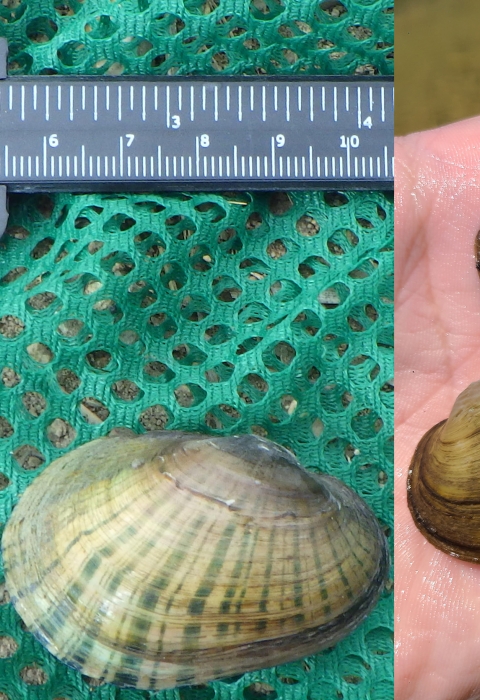 Three photos spliced into one that shows three different freshwater mussels species.