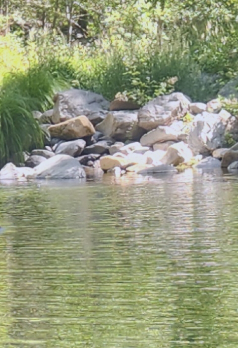 a still stream in the mountains during the morning