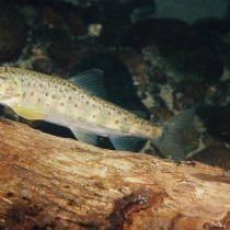 Juvenile Atlantic salmon in Scatter Creek, Washington