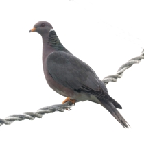 Band-tailed pigeon