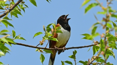 An eastern towhee singing