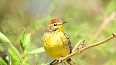 A palm warbler sitting on a branch.