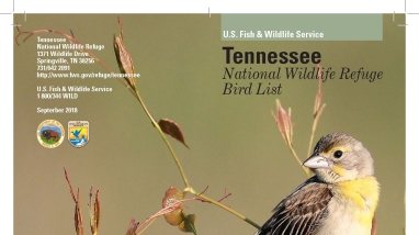 An image of the cover for the bird brochure.