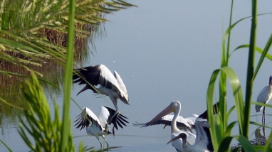 Wood storks and a white pelican can be seen through the marsh grasses standing in shallow water.