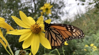 A monarch butterfly resting on a flower