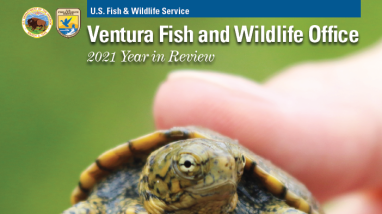 A small turtle being held in a person's hand