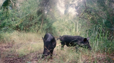 Feral pigs roam grass areas