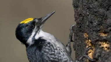 a black-backed woodpecker on a tree