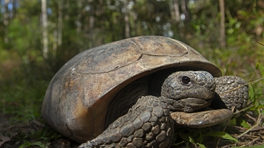 gopher tortoise on forest floor