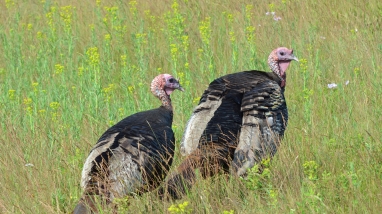 Image of two turkeys