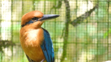 A sihek (Guam kingfisher) sits on a branch. It has a cinnamon orange body with metallic blue wings. 
