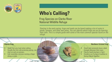 Image of Frogs of Clarks River NWR Fact Sheet