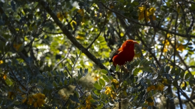 An ʻiʻiwi (scarlet honeycreeper) sits in a tree. I has a red body with black wings and an orange beak. I looks out from the canopy. 