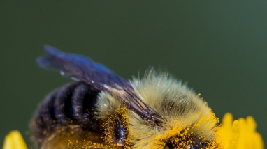 A bumblebee covered in pollen from a native prairie dock flower.