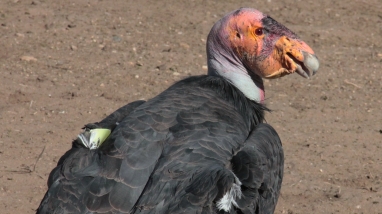 A large bird with a bald, pink head and large black feathers