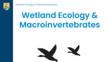 Wetland Ecology and Macroinvertebrates - Lesson Plan