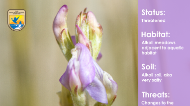 Fish Slough milkvetch