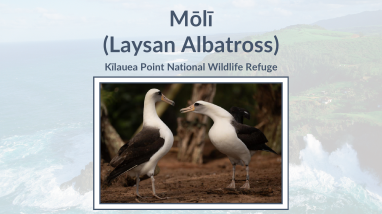 Albatross Life Cycle Classroom Presentation