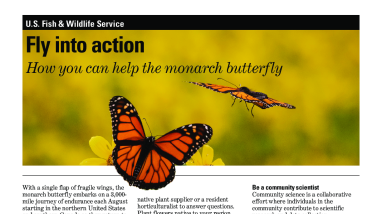 Fly into action: How you can help the monarch butterfly