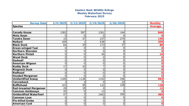 ENNWR Waterfowl Survey February 2025