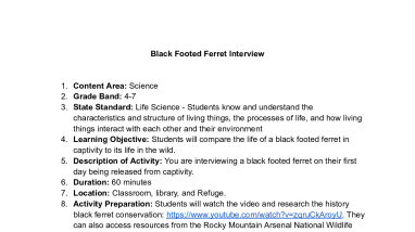 Black Footed Ferret Interview (4-7)