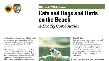 Cats and Dogs at the Beach