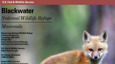 Blackwater NWR Mammals