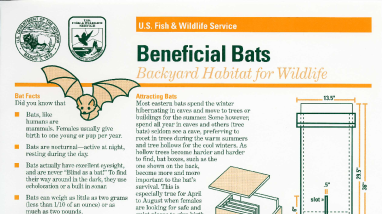 Beneficial Bats
