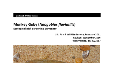 Ecological Risk Screening Summary - Monkey Goby (Neogobius fluviatilis) - Uncertain Risk