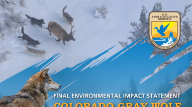 Final Environmental Impact Statement - Colorado gray wolf 10(j)