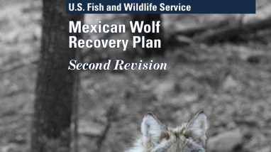 Mexican Wolf Recovery Plan, Second Revision