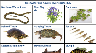 Freshwater_ID_Key.pdf