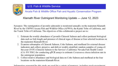 Klamath River Outmigrant Trapping Update June 12, 2023