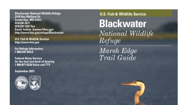 Blackwater NWR Marsh Edge Trail Guide