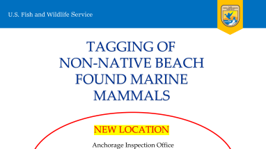 TAGGING OF NON-NATIVE BEACH FOUND MARINE MAMMALS 