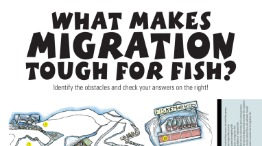 Fish Need to Move! What makes migration tough poster - Legal Size