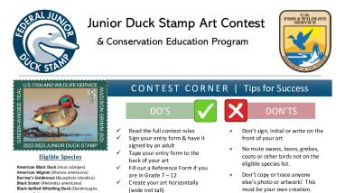 Jr. Duck Stamp General Information 2