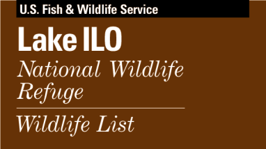 Lake Ilo Wildlife List