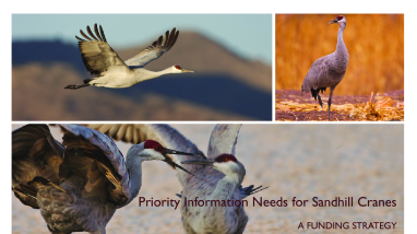 Priority Information Needs for Sandhill Cranes, A Funding Strategy