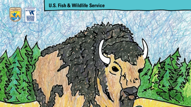 Meet some Wildlife Champs coloring book